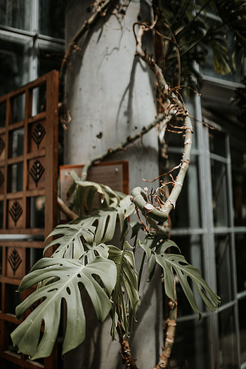Plant, Miscellanea, Miscellaneous, Tropical, Decorative, Monstera, Exotic HD phone wallpaper