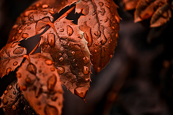 Nature, Leaves, Drops, Macro, Branch HD wallpaper