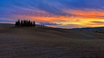 Cypress , Nature, Backgrounds, Tree HD wallpaper
