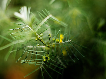 Nature, Macro, Blur, Berry, Thorns, Prickles HD wallpaper