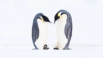 Fathers Day Penguins , penguins, birds, animals HD wallpaper