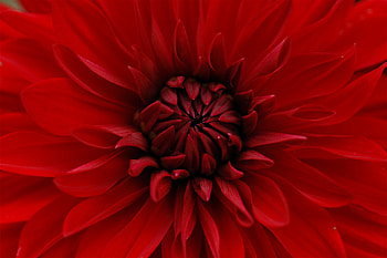 Flowers, Petals, Close-Up, Dahlia HD wallpaper