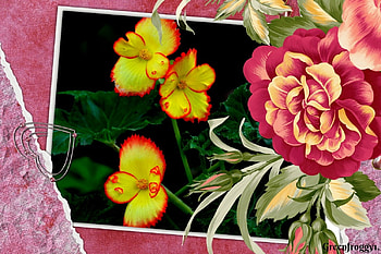 PRETTY FLOWERS, PRETTY, FLOWERS, FRAMED HD wallpaper