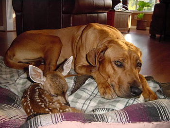 Best Friends Forever, labrador retrievers, baby deer, deer, dogs, nature, blankets HD wallpaper