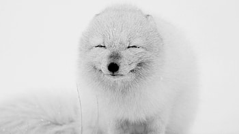 Arctic travels, laptop, Arctic fox, Happy moment HD wallpaper