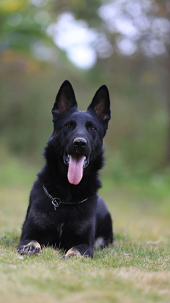 Black Dog, Adorable Black Breed HD phone wallpaper