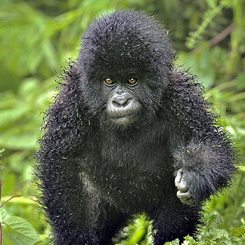 Gorillas Baby, sweet, black, green, baby, cute, gorilla HD wallpaper