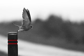 Animals, Bird, Predator, Flight, Falcon, Wings, Wave, Hawk, Sweep HD wallpaper