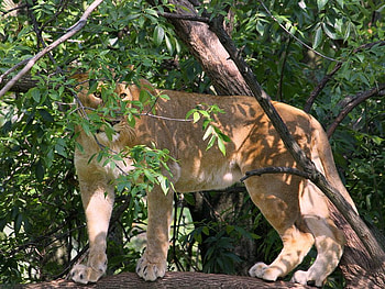 Lioness Peeking Through the Trees Leaves, cat, leaves, lion, female HD wallpaper