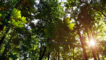 Green maple tree leafs, Fresh nature, Forest park background, Leafssunlight HD wallpaper