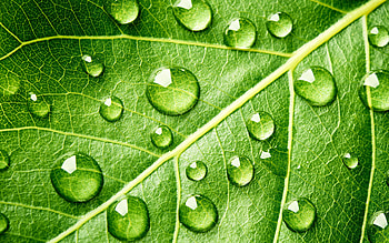 green leaf with drops, , macro, natural textures, 3D textures, leaves textures, background with leaf, water dropes, leaf patterns, leaf textures, leaves patterns, green leaf HD wallpaper