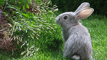 You Have a Nice Garden, animal, bunny, plant, grey, garden, cute, nature, rabbit HD wallpaper