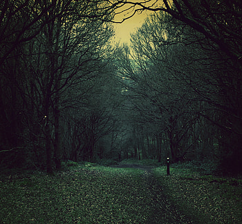 Nature, Trees, Forest, Foliage, Gloomy, Fallen HD wallpaper
