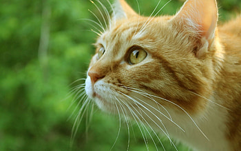 Animals, Cat, Muzzle, Sight, Opinion, Fear, Wool, Apprehension HD wallpaper