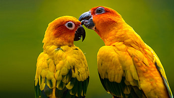 Birds unusual , Unique, Rare, collection HD wallpaper