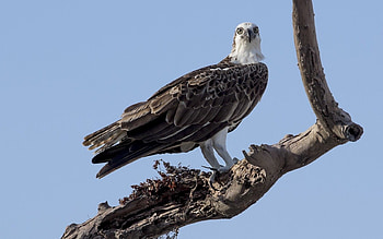 Animals, Sky, Bird, Wood, Tree, Branches, Dry, Snag, Koryak HD wallpaper