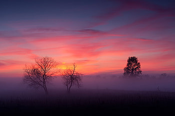 Misty horizon, mist, blue, pink, trees, sky, sunset HD wallpaper