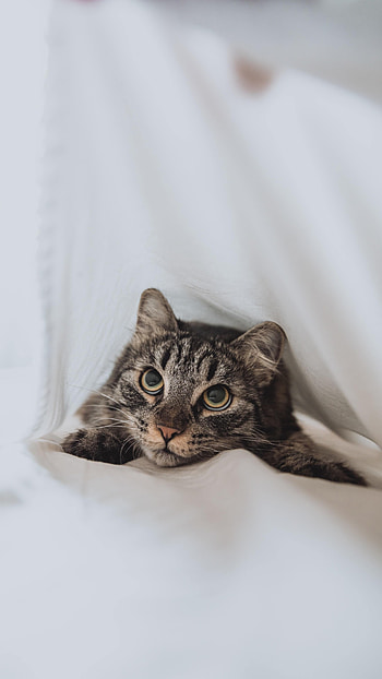 Animals, Cat, Eyes, Pet, Sight, Opinion HD phone wallpaper