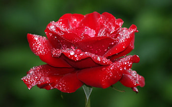 Plants, Flowers, Roses, Drops HD wallpaper