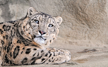 Animals, Leopards HD wallpaper