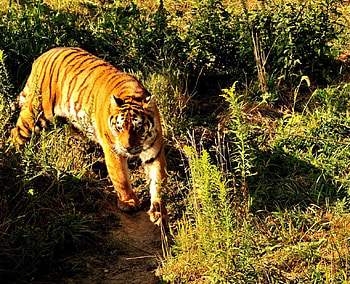 Tiger, tigers, animals HD wallpaper