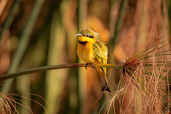 Vibrant Little Bee-eater in Wildlife Splendor, Animal, bee-eater HD wallpaper