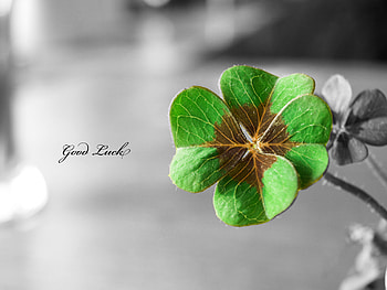 Plants, Flowers HD wallpaper