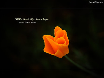 WHERE THERE IS LIFE THERE IS HOPE, view, rose, beautiful, quotation HD wallpaper