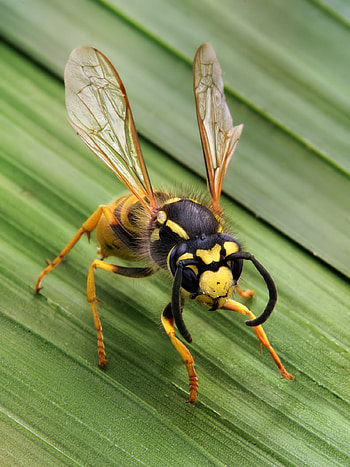 Insect fly HD phone wallpaper
