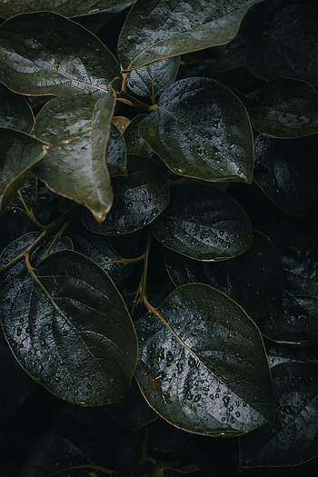 Leaves, Drops, Plant, Macro, Dark HD phone wallpaper