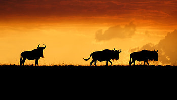 Maasai Mara Wildebeest Silhouettes — Ultra, silhouette, Animal, wildebeest HD wallpaper