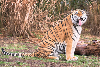 Animals, Grin, Predator, Big Cat, Tiger HD wallpaper