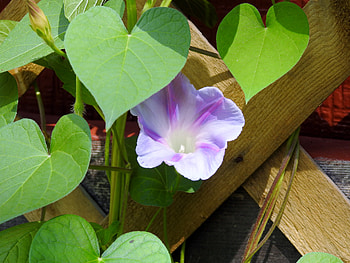 Morning Glory, graphy, Leaves, Nature, Flower, Sunshine HD wallpaper