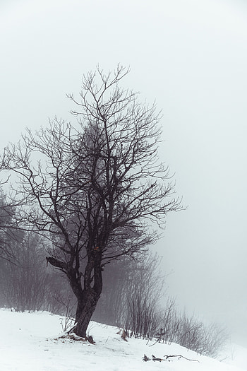 Winter, Nature, Snow, Wood, Tree, Fog HD phone wallpaper