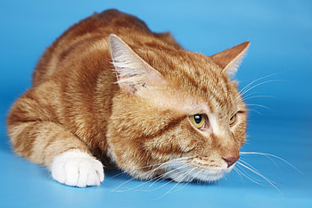 Animals, Cat, To Lie Down, Lie, Striped, Thick, Fat HD wallpaper