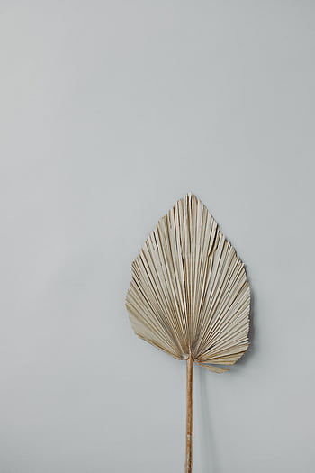 Elegant dried palm leaf against a neutral gray background showcasing minimalist design. HD phone wallpaper
