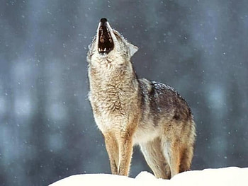 wolf, howeling HD wallpaper