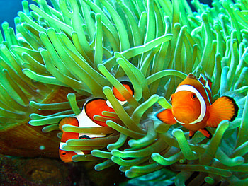 Clownfish and anemone, Sea animal connection, delight, Stunning underwater HD wallpaper