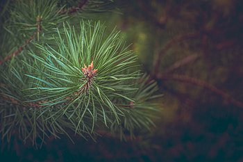 Nature, Branch, Fir, Spruce, Thorns, Prickles HD wallpaper