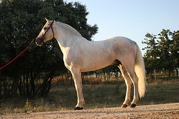 Bolero The Spanish Stallion, spanish, andalusian, horses, grey HD wallpaper