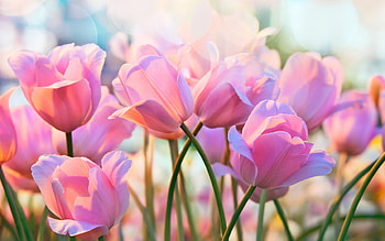 pink tulips, evening, field flowers, tulips, background with pink tulips, pink flowers, background with flowers HD wallpaper