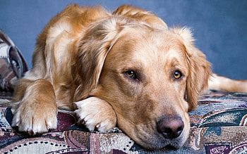 Animals, Dog, Muzzle, Eyes, Sadness, Sorrow HD wallpaper