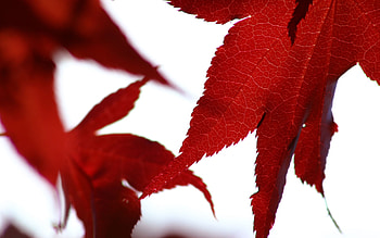 Blatt , Nature's diversity, Leafy wonders, Visual delight HD wallpaper