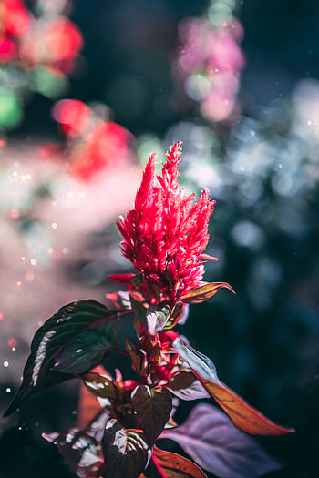Flower, Plant, Macro, Inflorescence HD phone wallpaper
