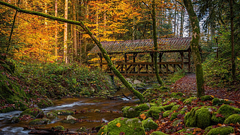 Bridge in Black Forest, Germany, leaves, creek, fall, trees, autumn, colors HD wallpaper