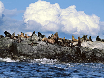 Sea Lions sunbathing, other, nature, entertainment, animals HD wallpaper