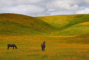 Horses in Flowers-Land, flowers-land, horses, beautiful HD wallpaper