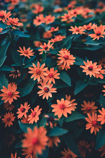 Flowers, Leaves, Petals, Blur, Smooth, Bloom, Flowering, Flower Bed, Flowerbed, Buds HD phone wallpaper