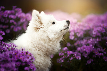 Samoyed, animal, leaf, Dog HD wallpaper