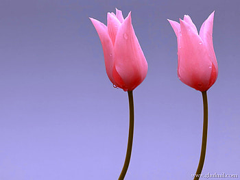 Two, blue sky, pair, flowers, tulips, spring HD wallpaper